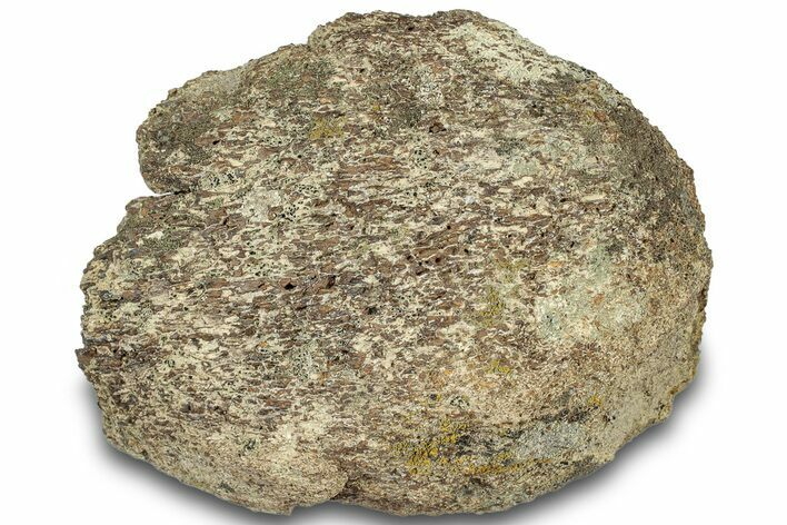 Dinosaur (Triceratops) Bone Section - Montana #307071